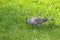 Crested Pigeon bird with black spike on head looking for food wa