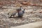 Crested Pigeon Endemic to Australia