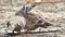 Crested Pigeon Endemic to Australia