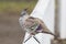 Crested Pigeon Endemic to Australia