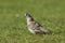 Crested Pigeon Endemic to Australia