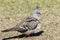 Crested Pigeon Endemic to Australia