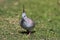 Crested Pigeon Endemic to Australia