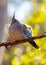 Crested Pigeon (Ocyphaps lophotes) Outdoors