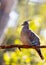 Crested Pigeon (Ocyphaps lophotes) Outdoors