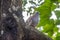 The crested pigeon Ocyphaps lophotessometimes referred to as a topknot pigeon