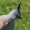 Crested Pigeon portrait, Australian wildlife