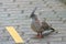 A Crested pigeon standing on the cement tiles of a walkway