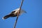 A crested pigeon on a wire against blue sky