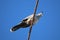 A crested pigeon on a wire against blue sky