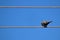 A crested pigeon on a wire against blue sky