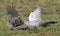 Crested Pigeons