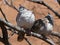 Crested Pigeons with orange background