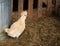 Crested Polverara Chicken in a barn