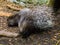 Crested porcupine mother whit her young child standing together in the sand