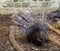 Crested porcupine raising and spreading its quills to defend its child a defensive and threatening pose