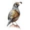Crested quail bird watercolor illustration. California male quail brown bird image on white background. Realistic hand