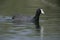 Crested or red-knobbed coot, Fulica cristata