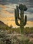 Crested Saguaro cactus sunset