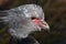 Crested Screamer