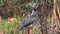 Crested Screamer Bird looking to eat from tree