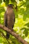 Crested serpant eagle