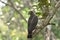 crested serpant eagle bird on brach
