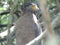 A Crested Serpant Eagle in Wilpattu National Park, Sri Lanka