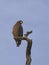 Crested serpent eagle