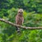 Crested Serpent-Eagle