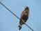 Crested Serpent Eagle, Anuradhapura, Sri Lanka