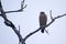 Crested serpent eagle, Bardia, Nepal