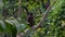 Crested Serpent Eagle Bird Spilornis cheela Sitting on Tree Branch