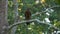 Crested serpent eagle bird spilornis cheela sitting on tree branch