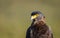 Crested Serpent Eagle - Close-up