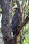 Crested Serpent Eagle in India