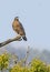 Crested serpent eagle perching on dried tree log