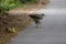 Crested Serpent Eagle on the road.