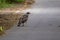 Crested Serpent Eagle on the road.