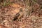 Crested Serpent Eagle Spilornis cheela perched on red dead leaves at bandhavgarh