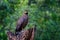 Crested serpent eagle,Spilornis cheela. Sri lankan eagle, perched on trunk in forest environment, looking for prey. Wildlife photo