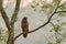 Crested serpent-eagle (Spilornis cheela) standing in nature in Taiwan