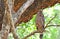 Crested Serpent Eagle At Wilpattu National Park, Sri Lanka