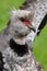 The Crested Southern Screamer