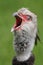 The Crested Southern Screamer bird