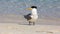 Crested Tern