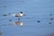 Crested Tern