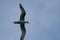 Crested tern