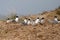 Crested Tern Colony