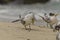 Crested Tern Grooming